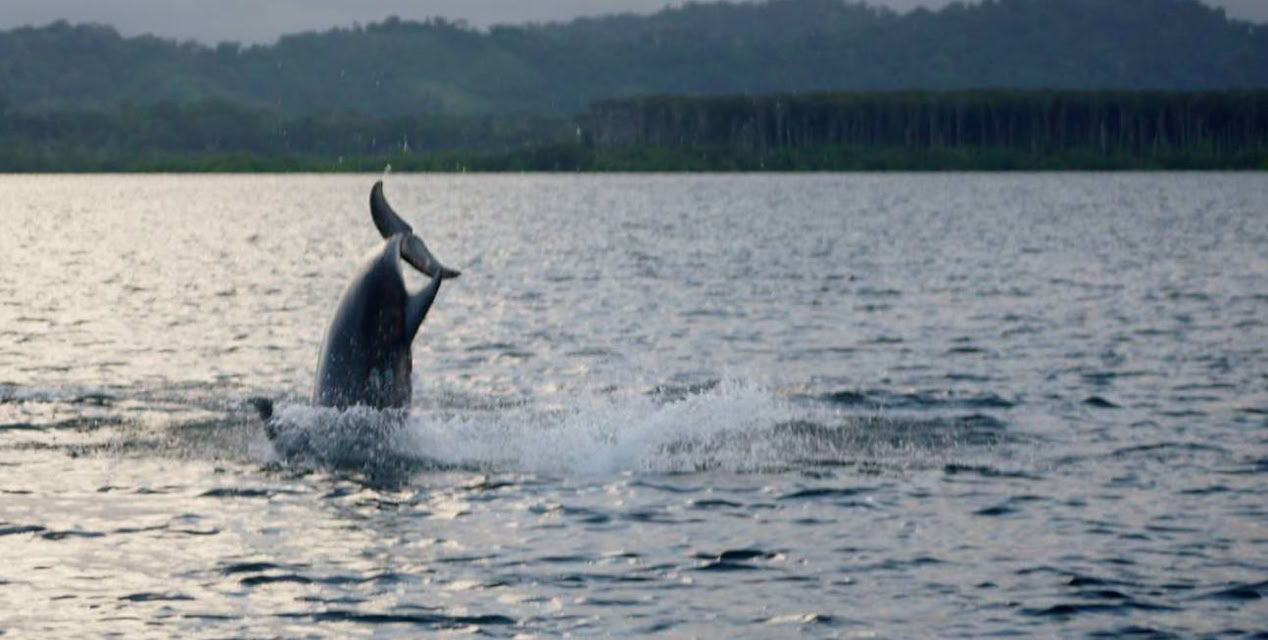 Dolphin Bay Background