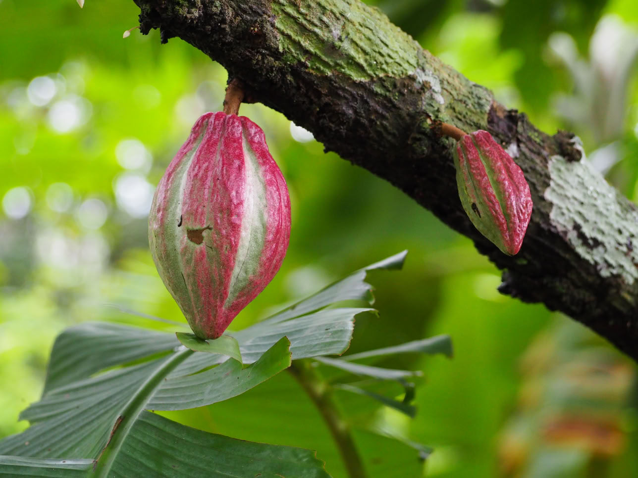 Pink Cacao