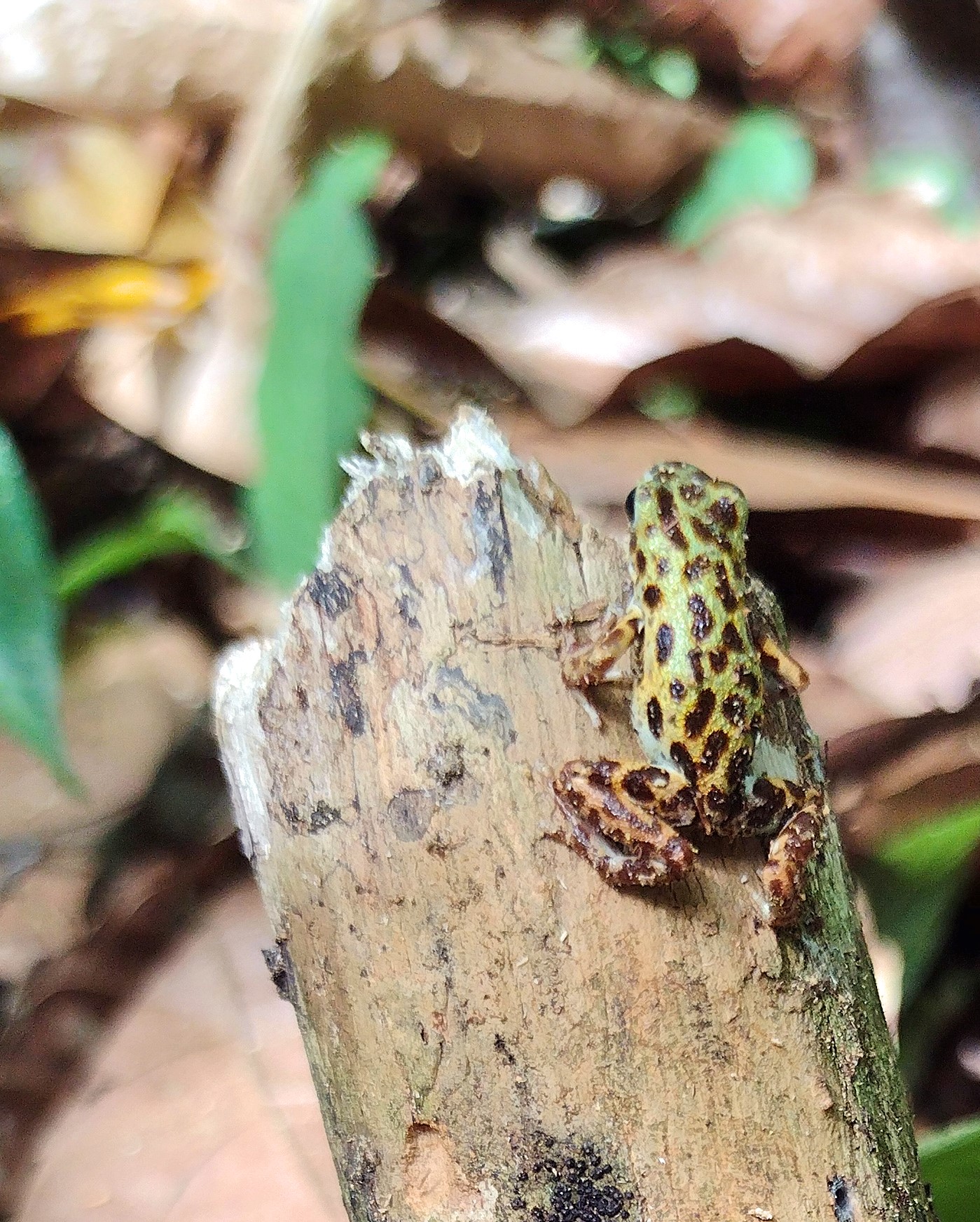 A red Strawberry Poison Dart Frog (Oophaga pumilio) resting on a green leaf in the jungle of Bastimentos Island, Bocas del Toro
