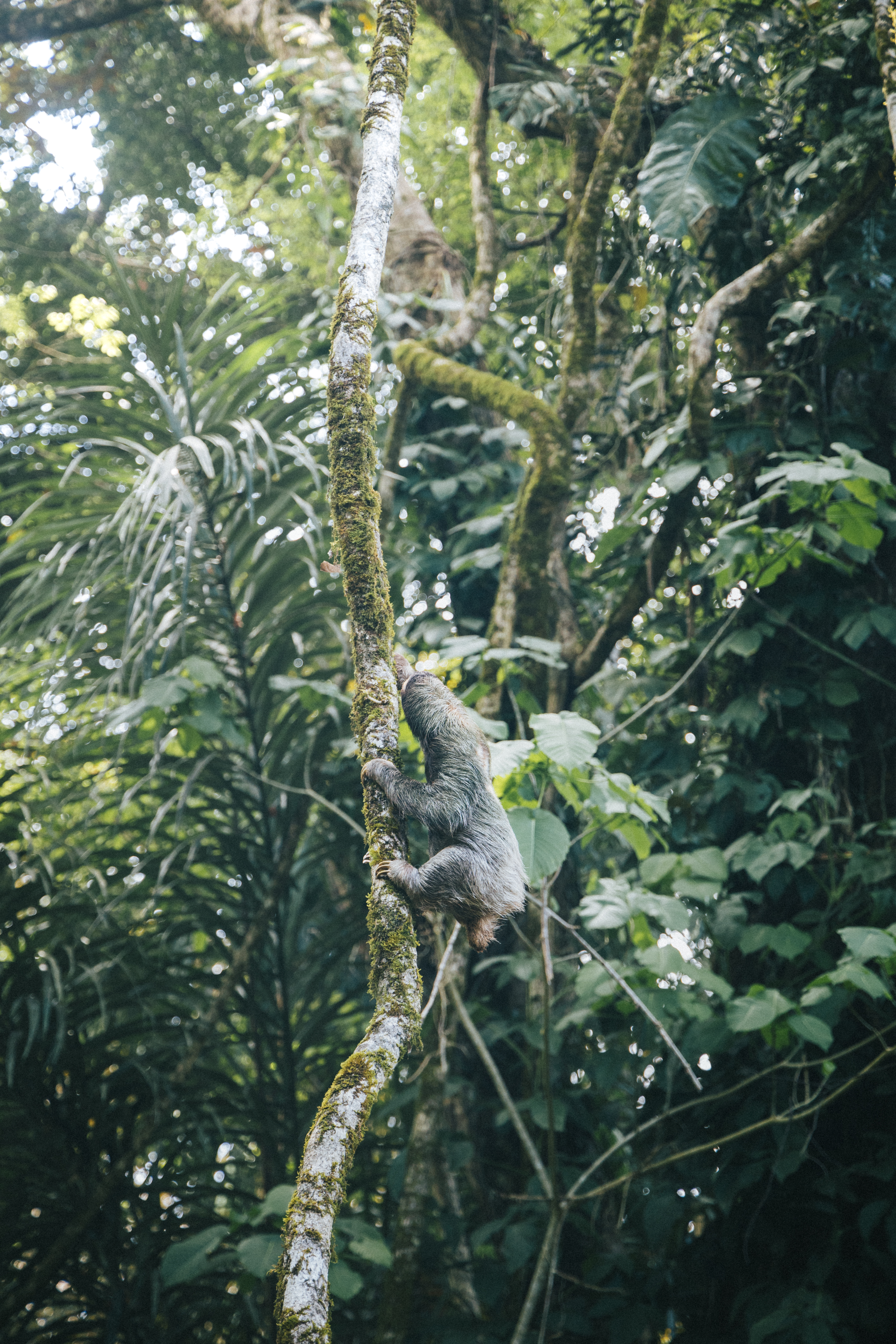 Sloth Secrets