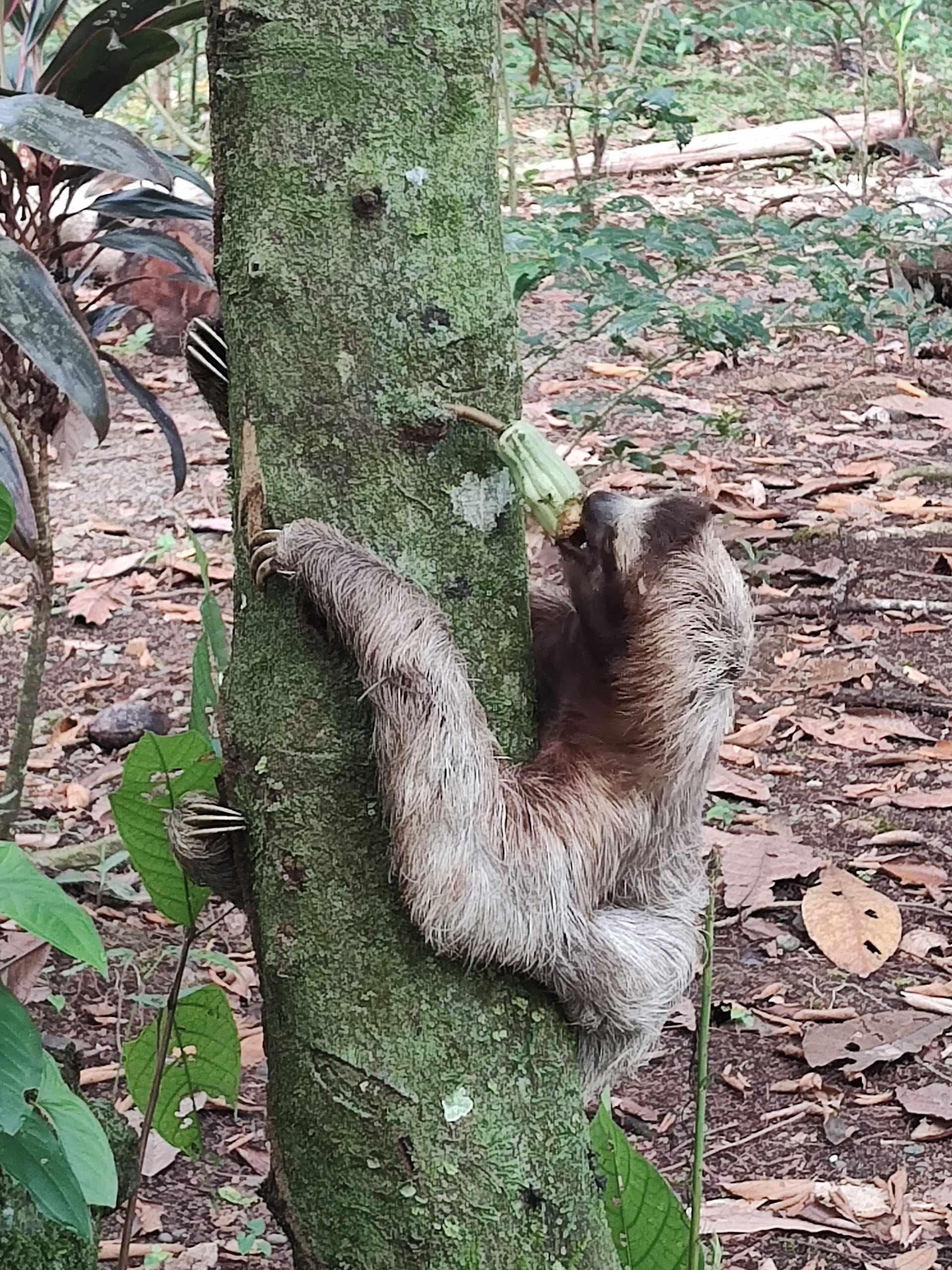 Some sloths love eating cherelles (young cacao pods)!