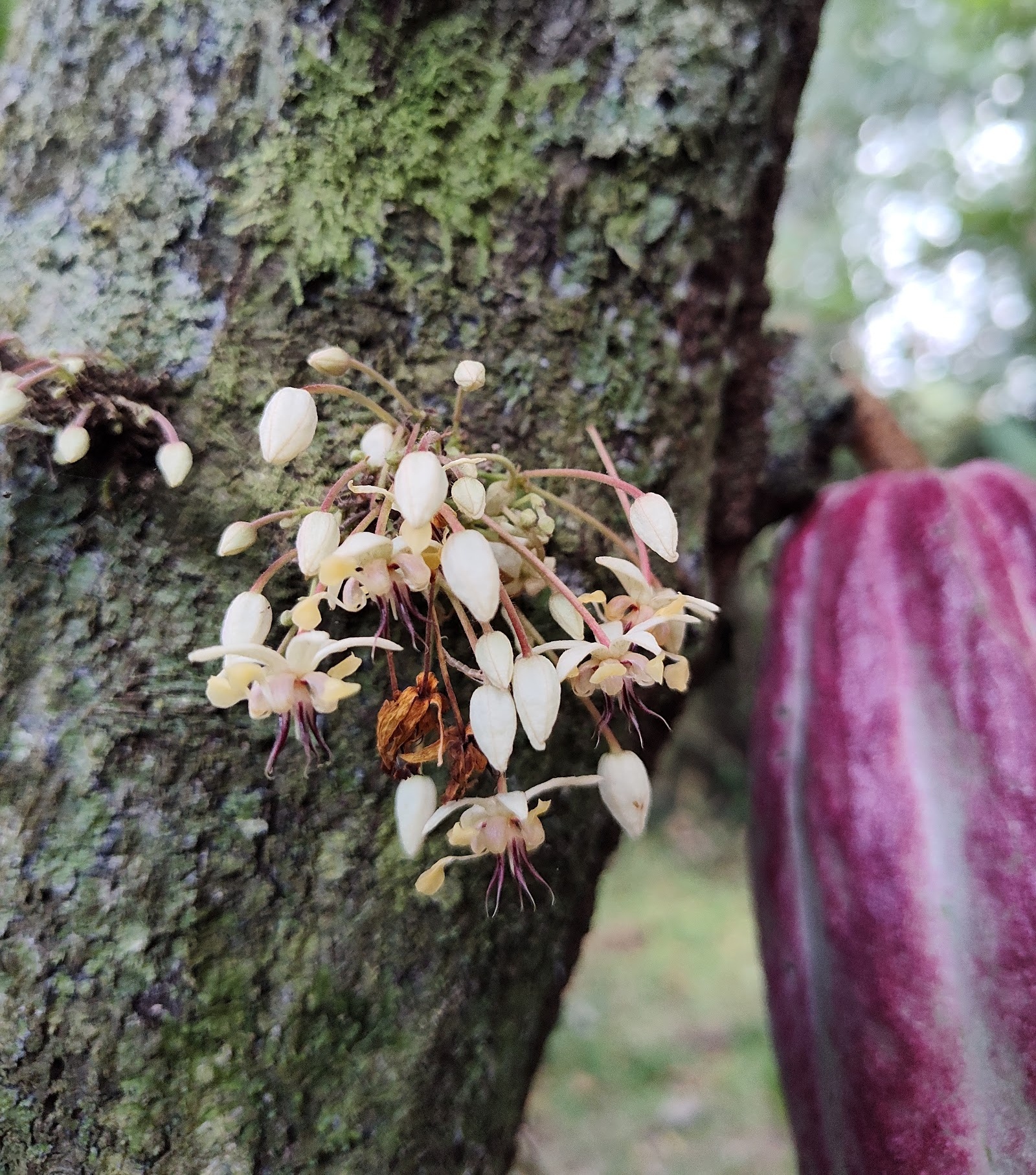 Chocolate Workshop - Handcrafted Creations