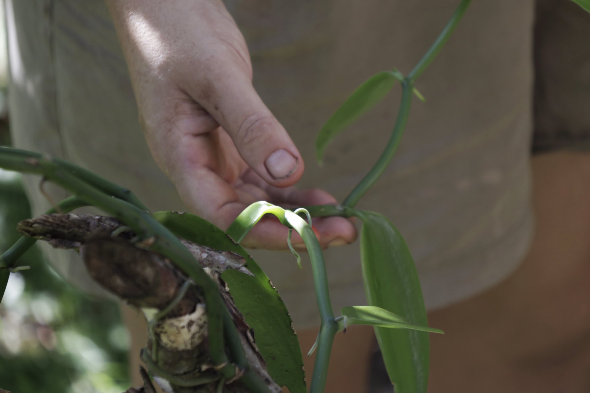 Planting by the Moon — What is the Perfect Time to Plant?