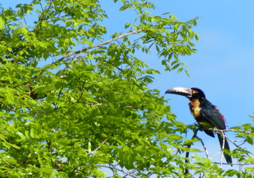 Collared Aracari Toucan