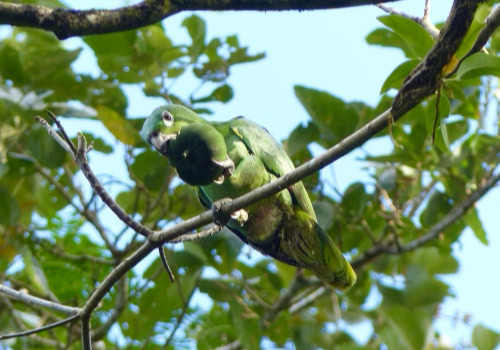Mealy Amazon Parrot