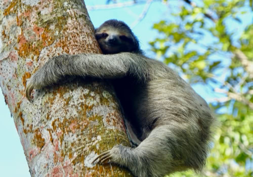 A three-toed sloth clinging to a tree trunk in the tropical jungle of Finca Montezuma