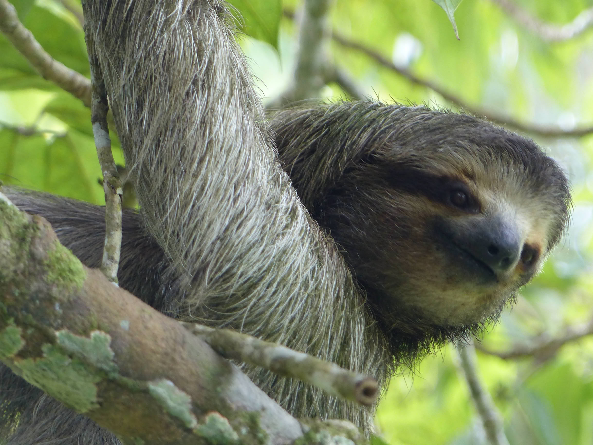Local Sloth