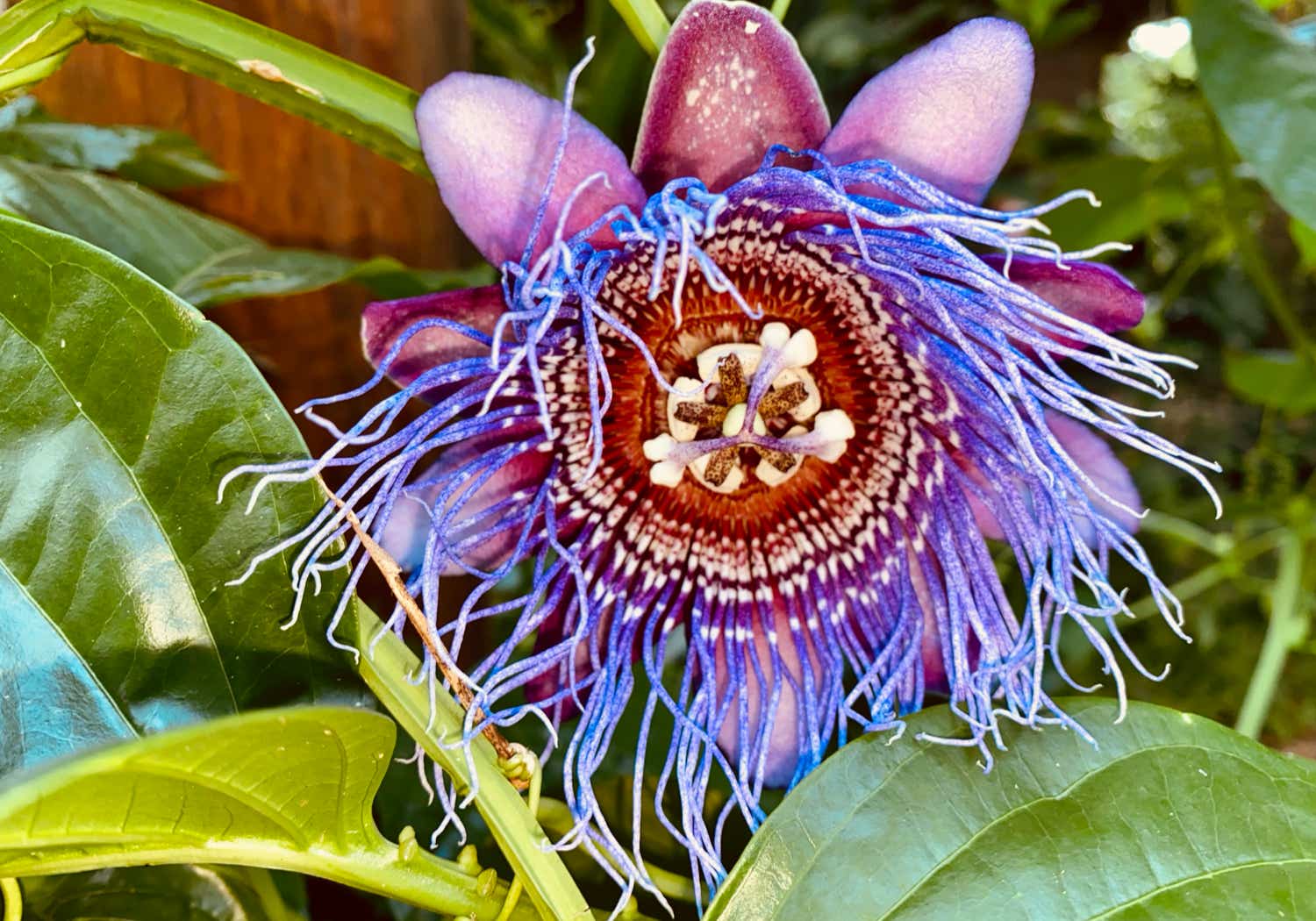 Lush Nursery at Finca Montezuma