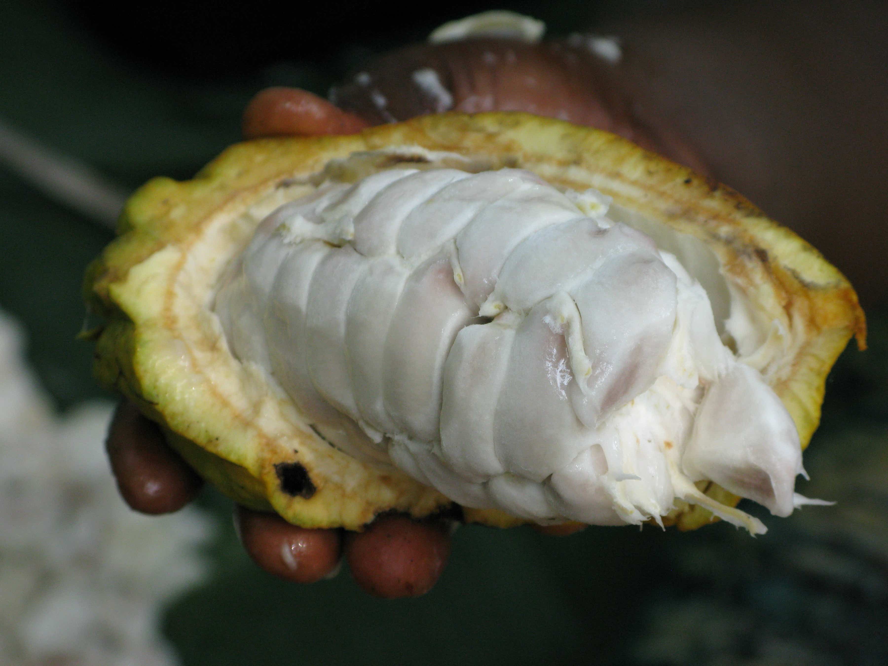 The Iconic Cacao Pod